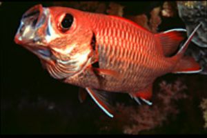 red sea- eilat aqatica 90 150mm lens . by Shmulik Blum 